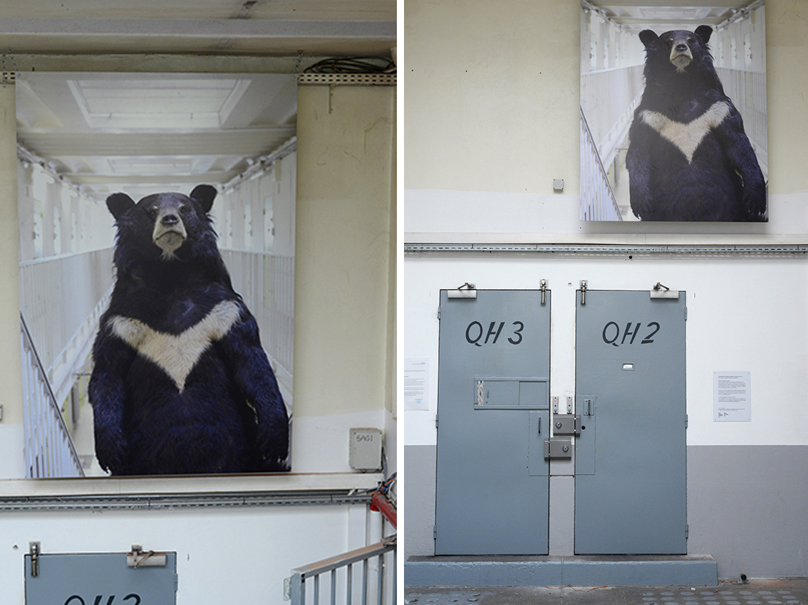 Arnaud Théval "Histoire animale de la prison" (2023) maison d’arrêt de Chambéry. Tirage sur dibon format 150 x 220 cm.