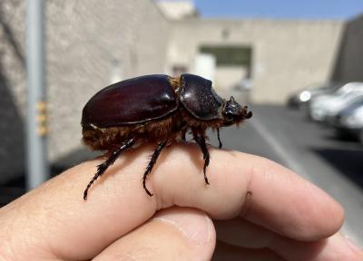 "Entends-tu l'animal enfermé ?" Arnaud Théval, Jean-Baptiste Imbert et un groupe de personnes détenues à la maison d'arrêt des Baumettes, Marseille, juillet 2023.