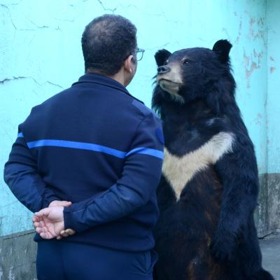 Arnaud Théval "Histoire animale de la prison" (2021-2025)