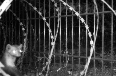 Arnaud Théval "Histoire animale de la prison" (2021-2025)