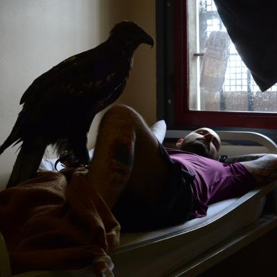 Histoire animale installations